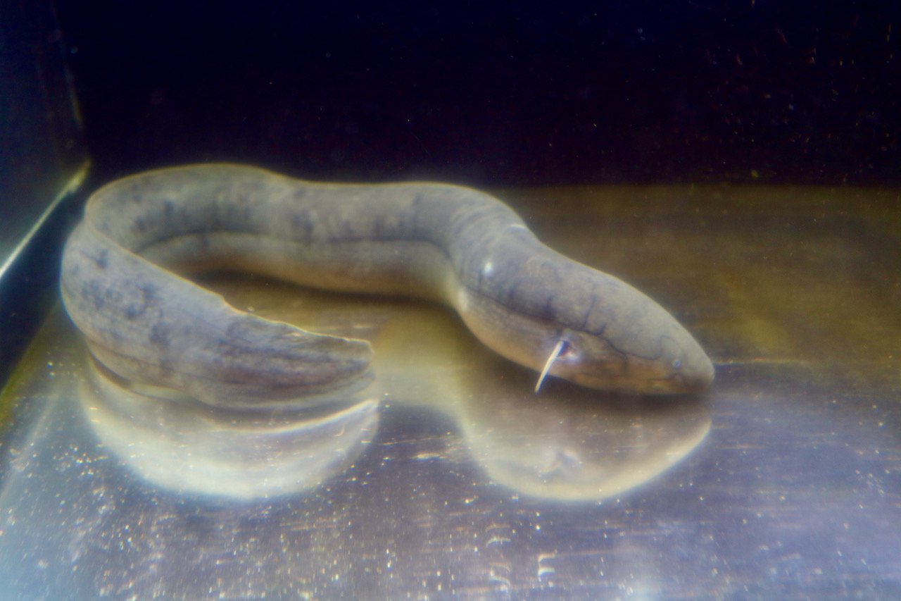 レピドシレン・パラドクサ | 熱帯魚・海水魚・爬虫類なら和歌山県田辺  